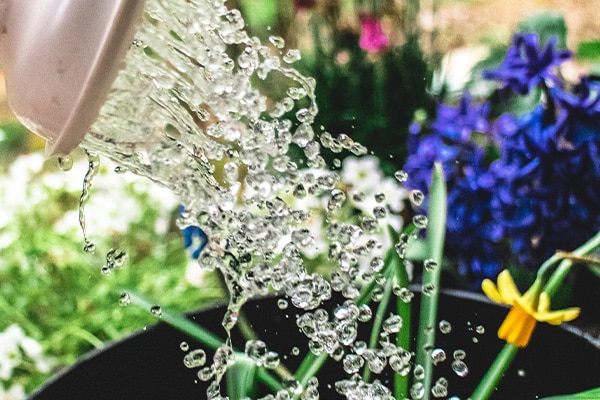 watering garden filtered water